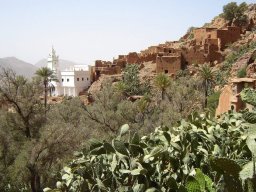 Tal der Ammeln - وادي طيور بلاك بيرد